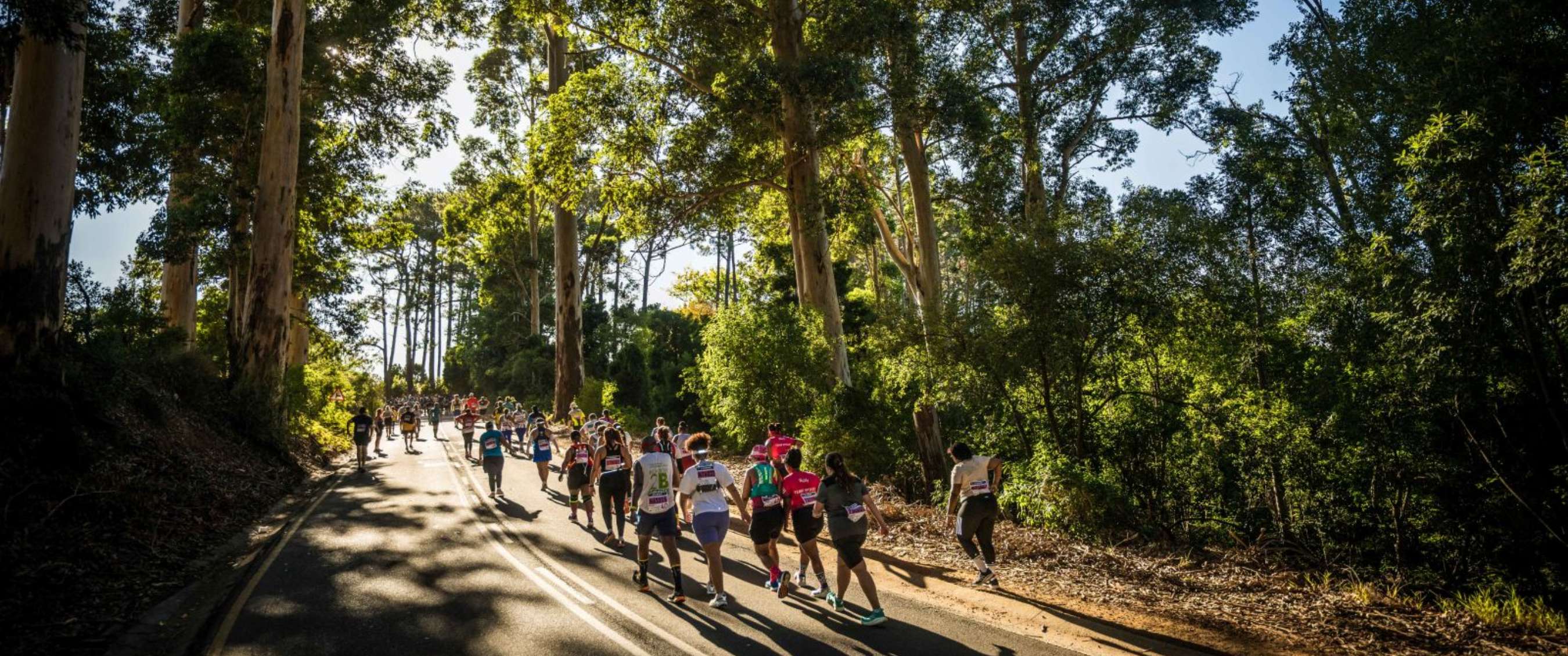Des marathoniens courent dans un environnement boisé sur une route asphaltée bordée de grands arbres