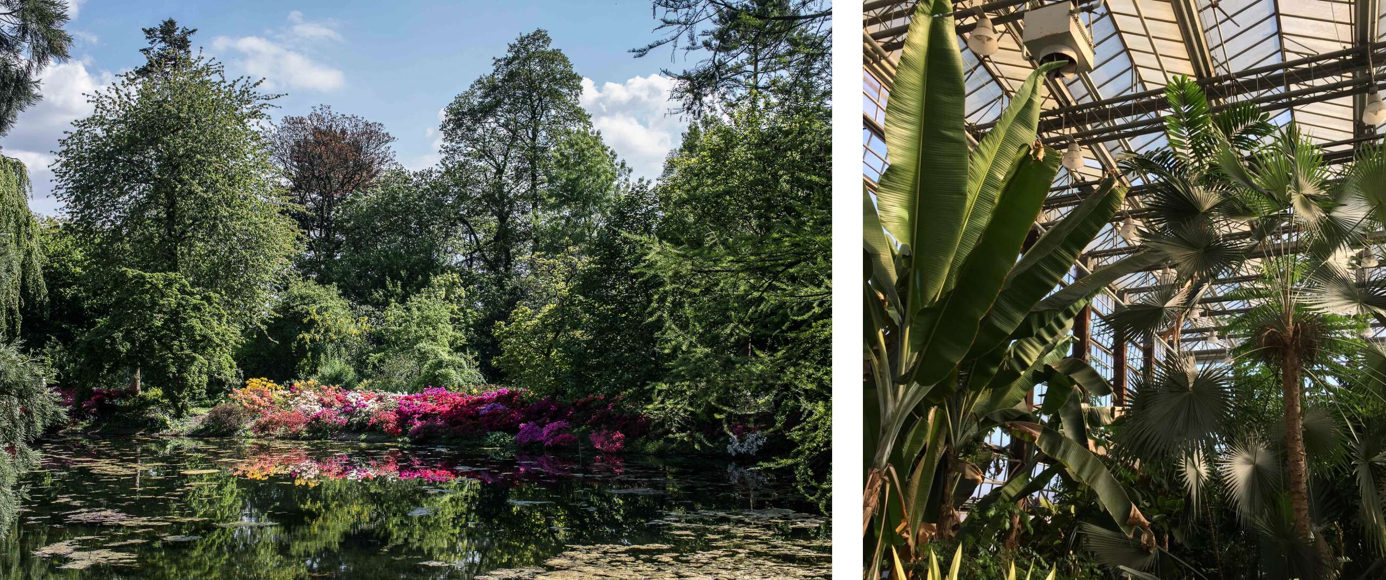 Deux images : Plantes fleuries autour d’un étang en parc urbain ; plantes tropicales dans une serre en verre.