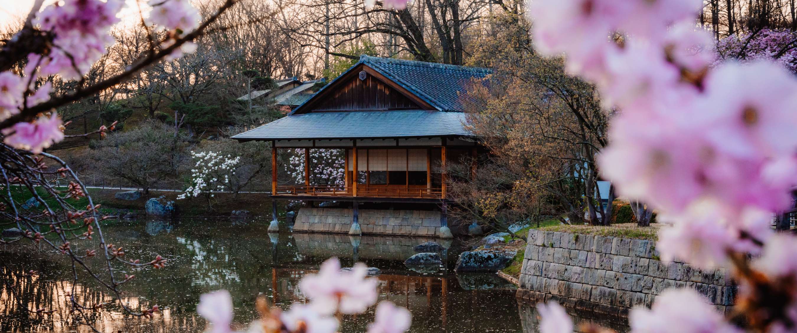 Pavillon en bois au bord d’un étang dans un jardin japonais à Hasselt avec cerisiers en fleurs.