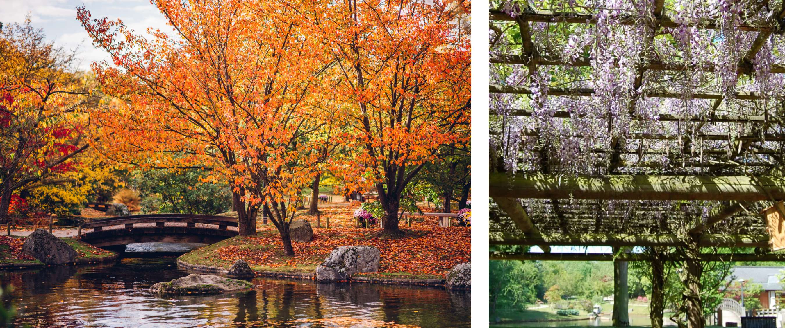 Deux images : Arbres d’automne et pont au-dessus d’un étang dans le jardin japonais à Hasselt ; grappes de fleurs violettes sous pergola.