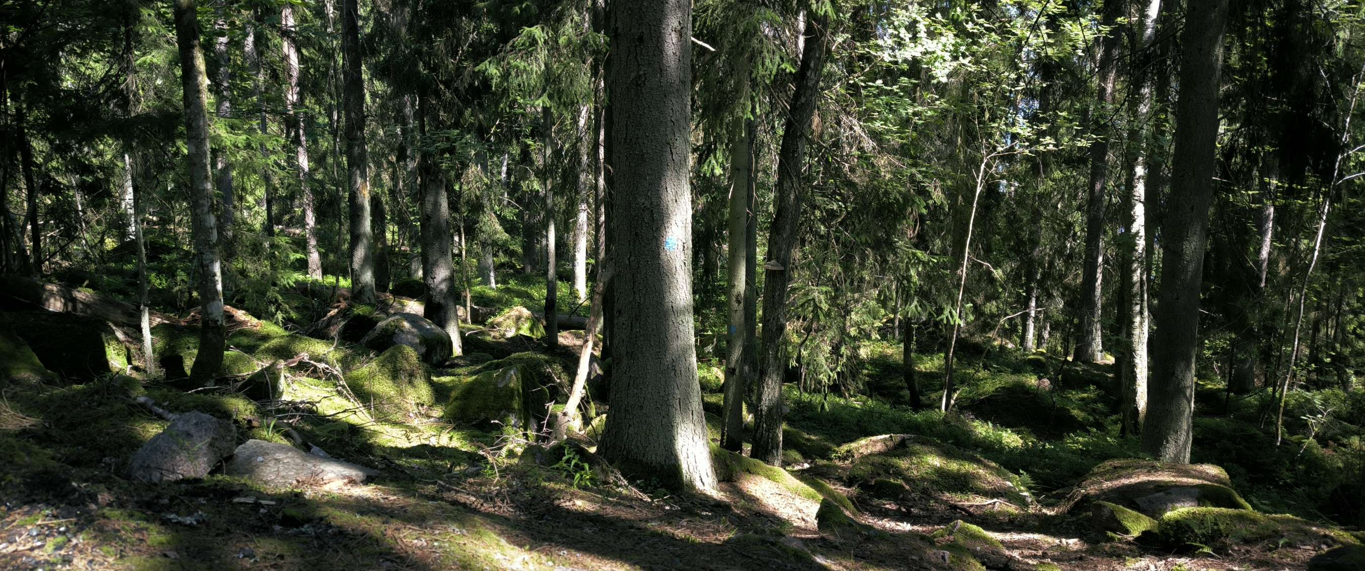 Forêt avec grands arbres, rochers couverts de mousse et lumière du soleil à travers le feuillage.