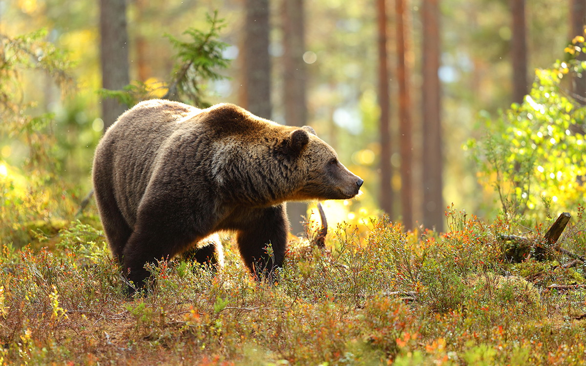Faune sauvage en Europe : avez-vous déjà observé ces cinq animaux sauvages ?