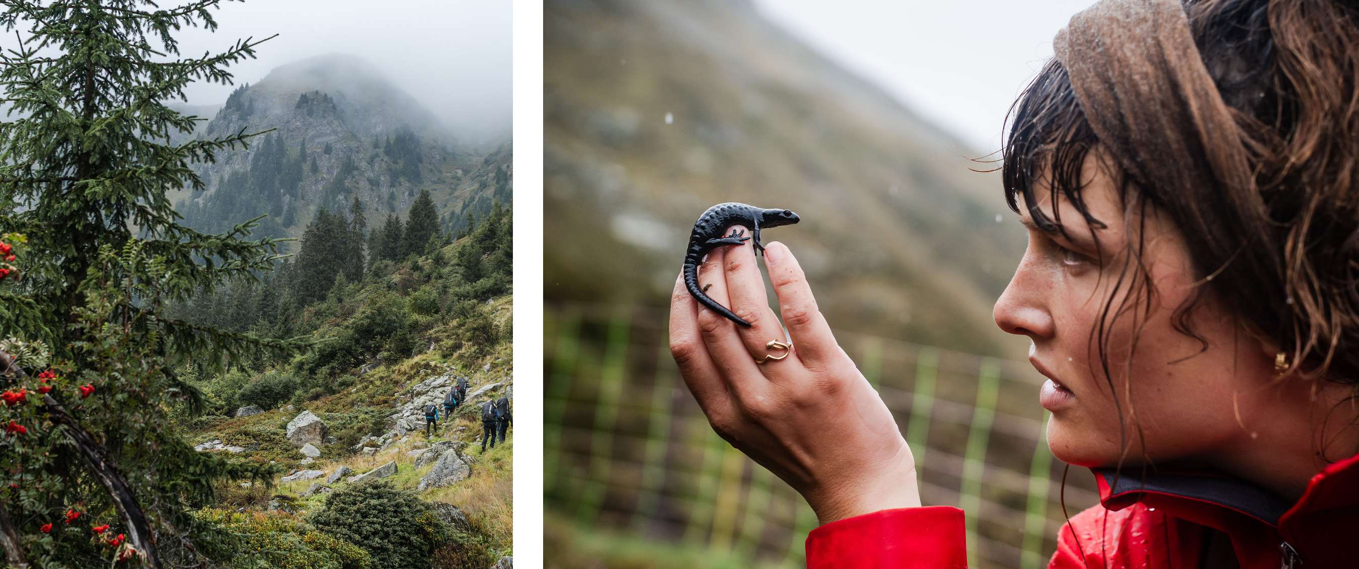 Twee beelden: wandelaars op een bospad in de bergen; persoon houdt een salamander vast.
