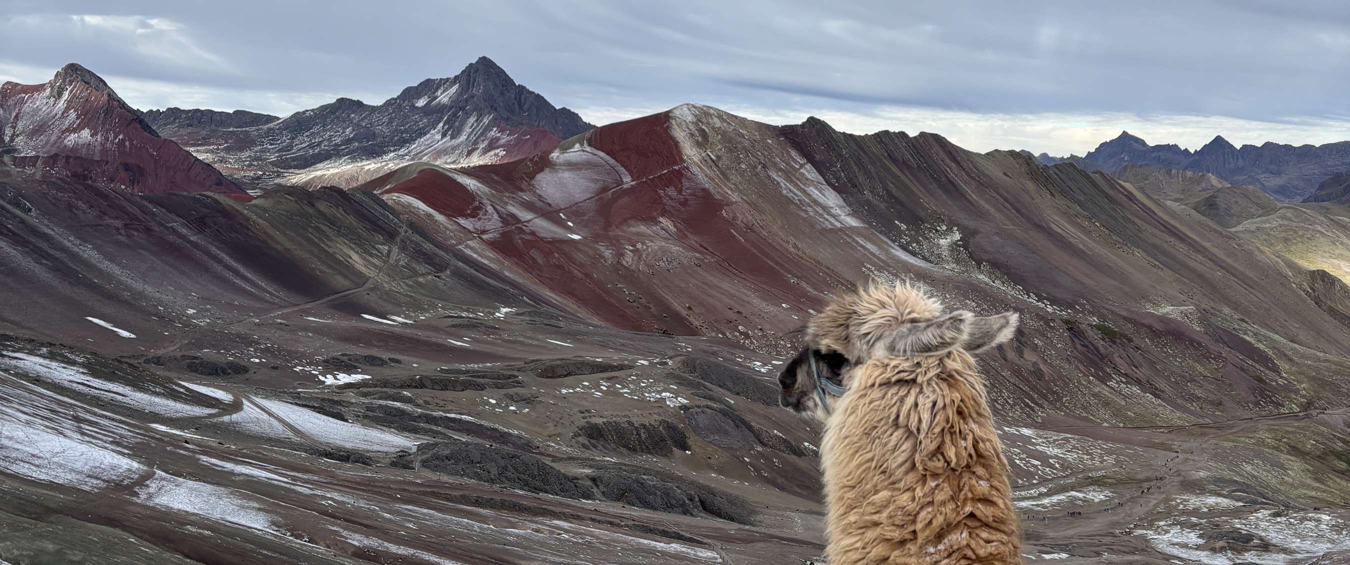 Lama observant une chaîne de montagnes colorée aux tons rouges et gris sous un ciel nuageux.