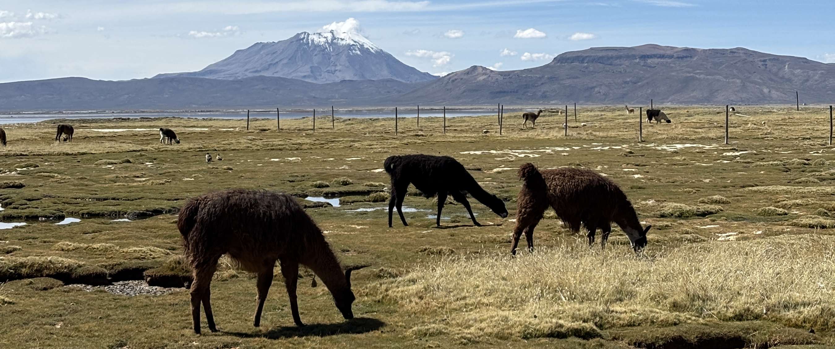 Lamas broutant sur un plateau avec volcan enneigé à l’arrière-plan.