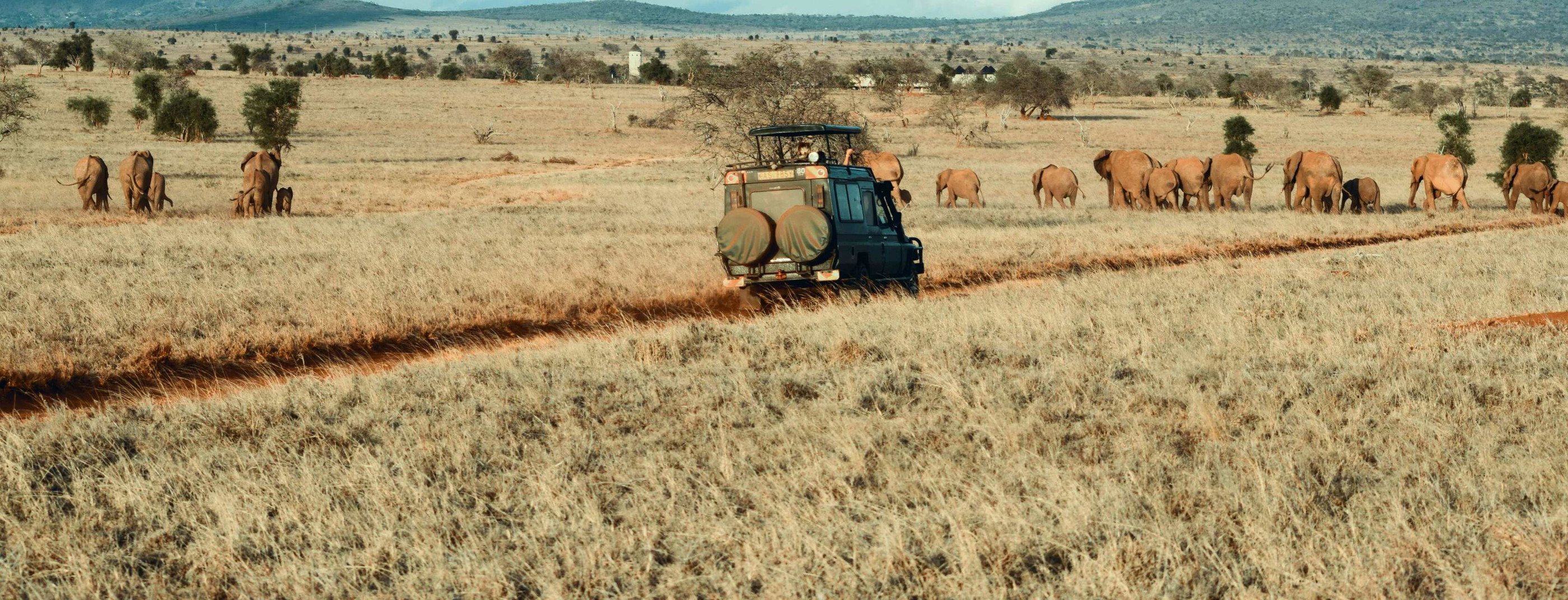 Safari en Afrique : réponses à 10 questions pratiques header image