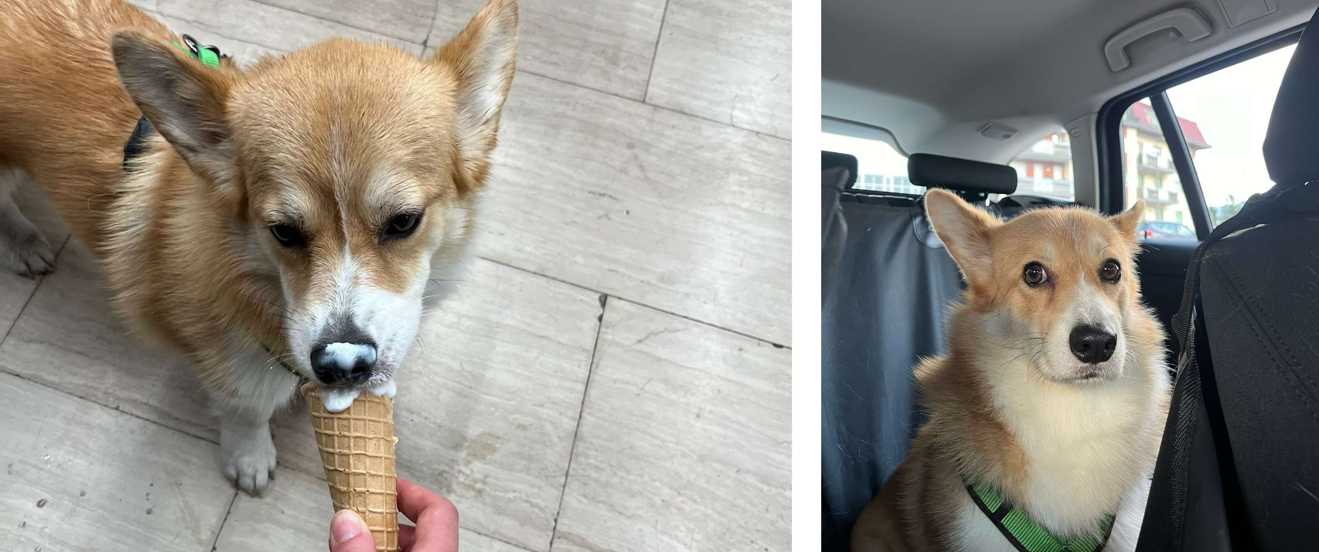 Un corgi lèche l’intérieur d’un cornet de glace, avec une tache blanche de glace sur la truffe.  - Un corgi est assis sur la banquette arrière d’une voiture et regarde droit vers la caméra.