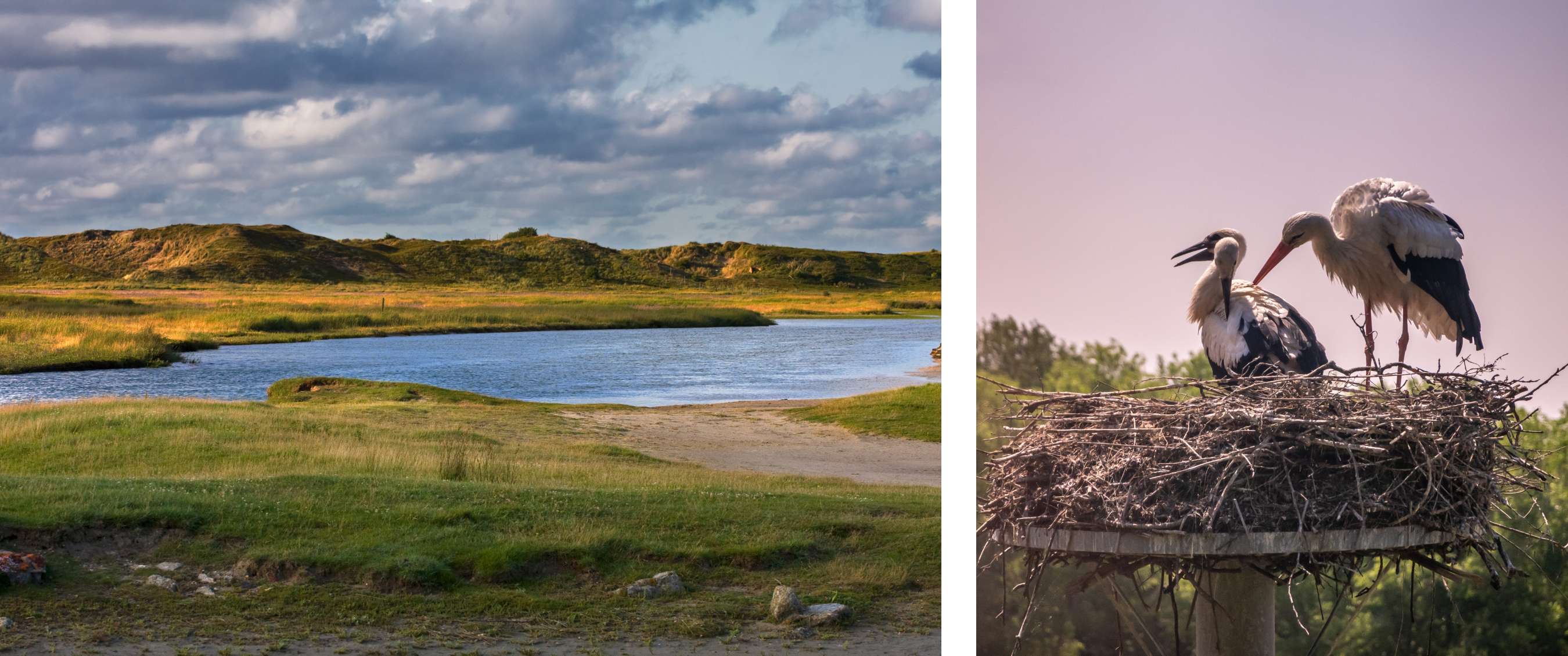 Twee beelden: water tussen gras en duinen onder een wolkenlucht; ooievaars op een nest op een paal.