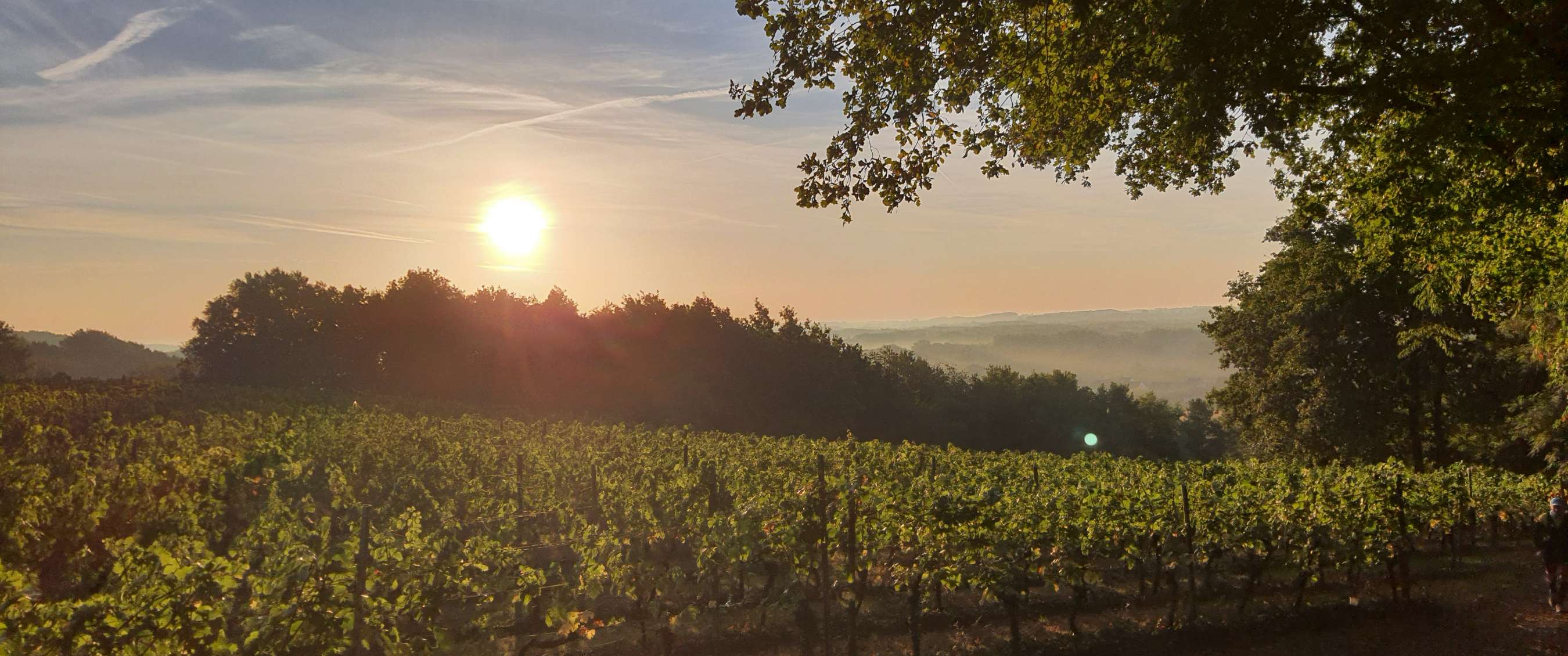 Le soleil est bas au-dessus d’un vignoble avec des arbres et des collines à l’arrière-plan.