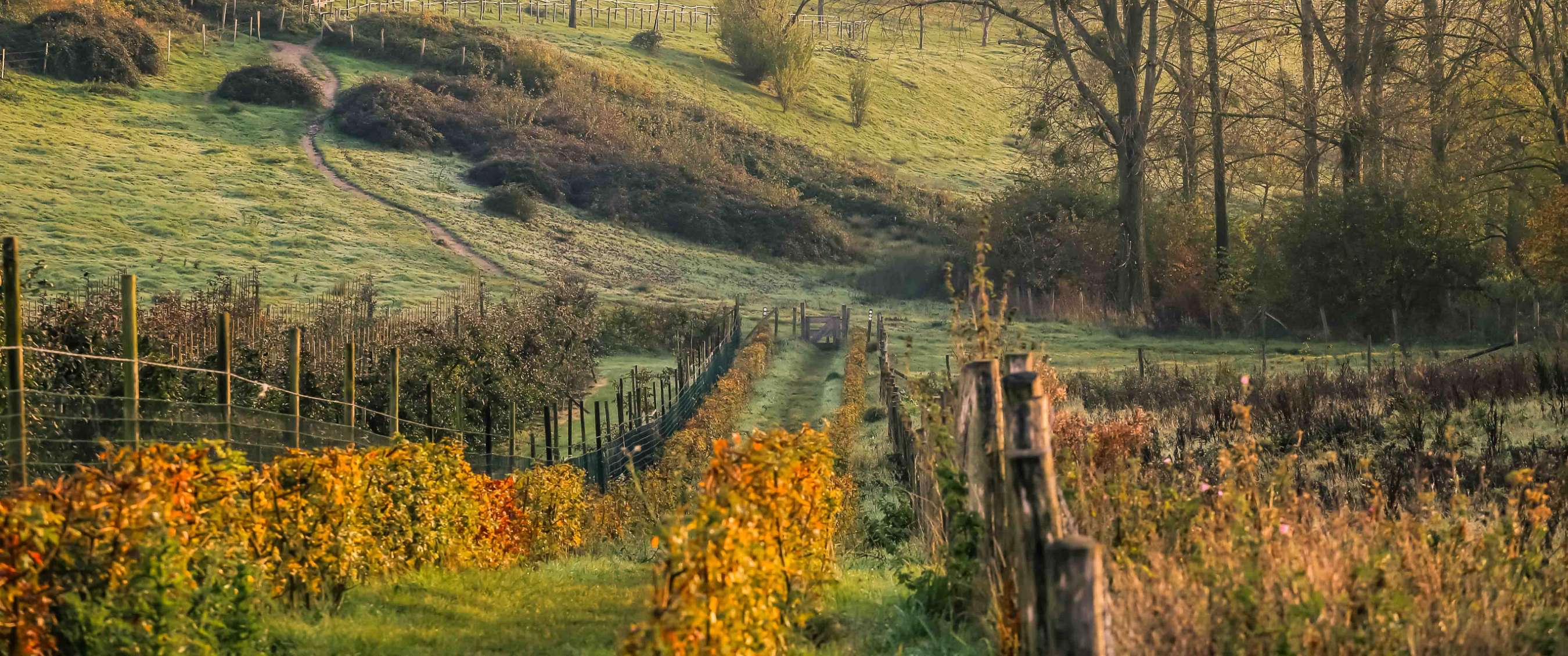 Glooiend groen landschap met bomen, omheiningen en een onverhard pad in warm herfstlicht.