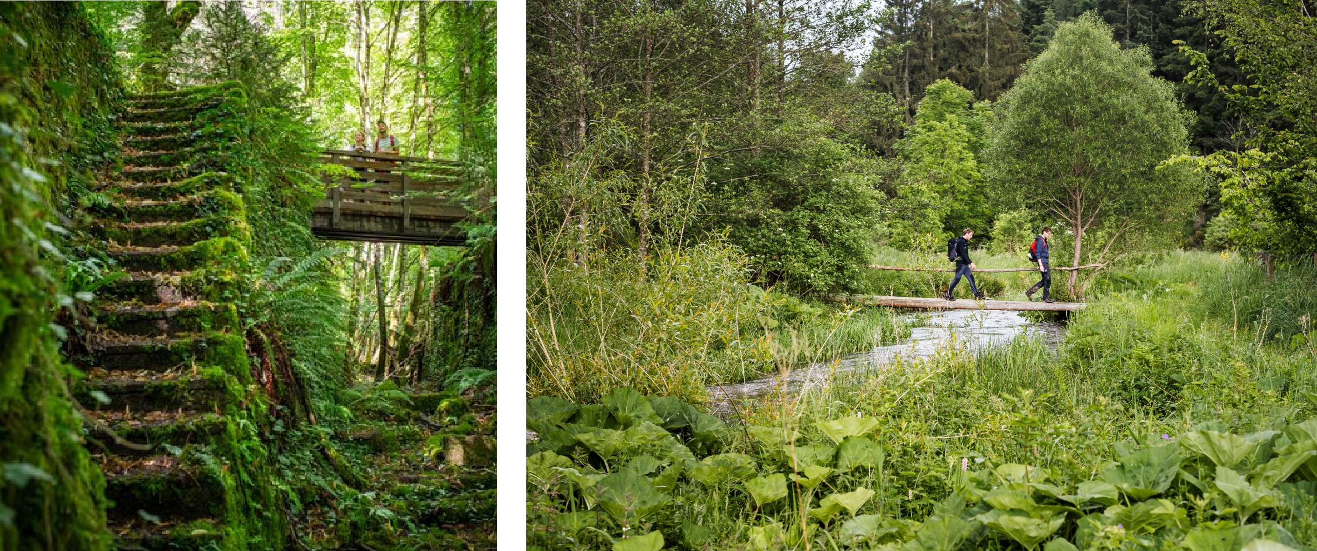Wandelaars verkennen een groen natuurgebied met met mos begroeide trappen en houten bruggen tussen dicht struikgewas.