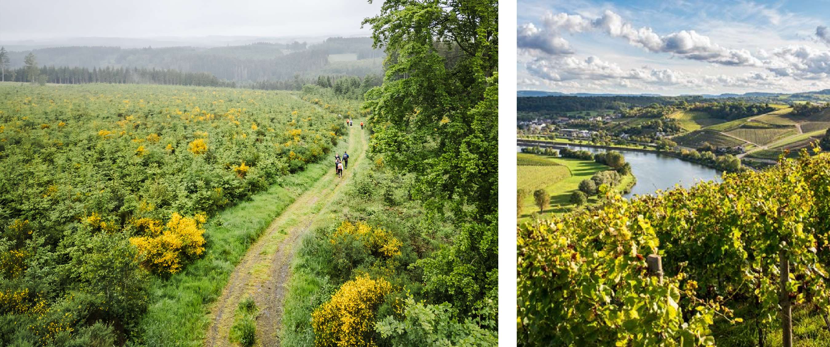 Wandelpad door glooiende heuvels met gele bloesems, en uitzicht op wijngaarden langs de Moezelrivier.