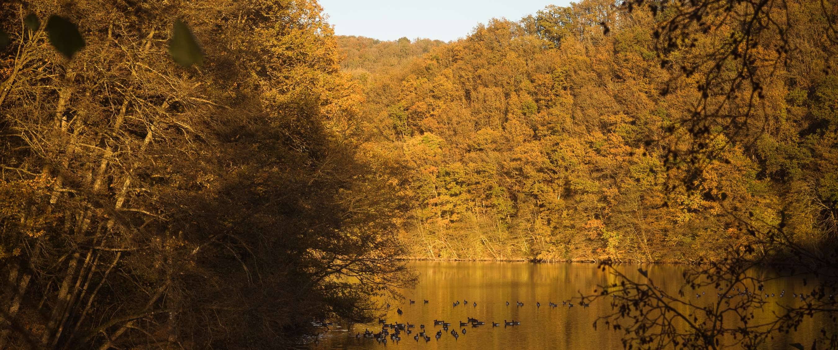 Rustig meer omgeven door herfstbossen, met eenden die over het goudkleurige water drijven in zacht avondlicht.