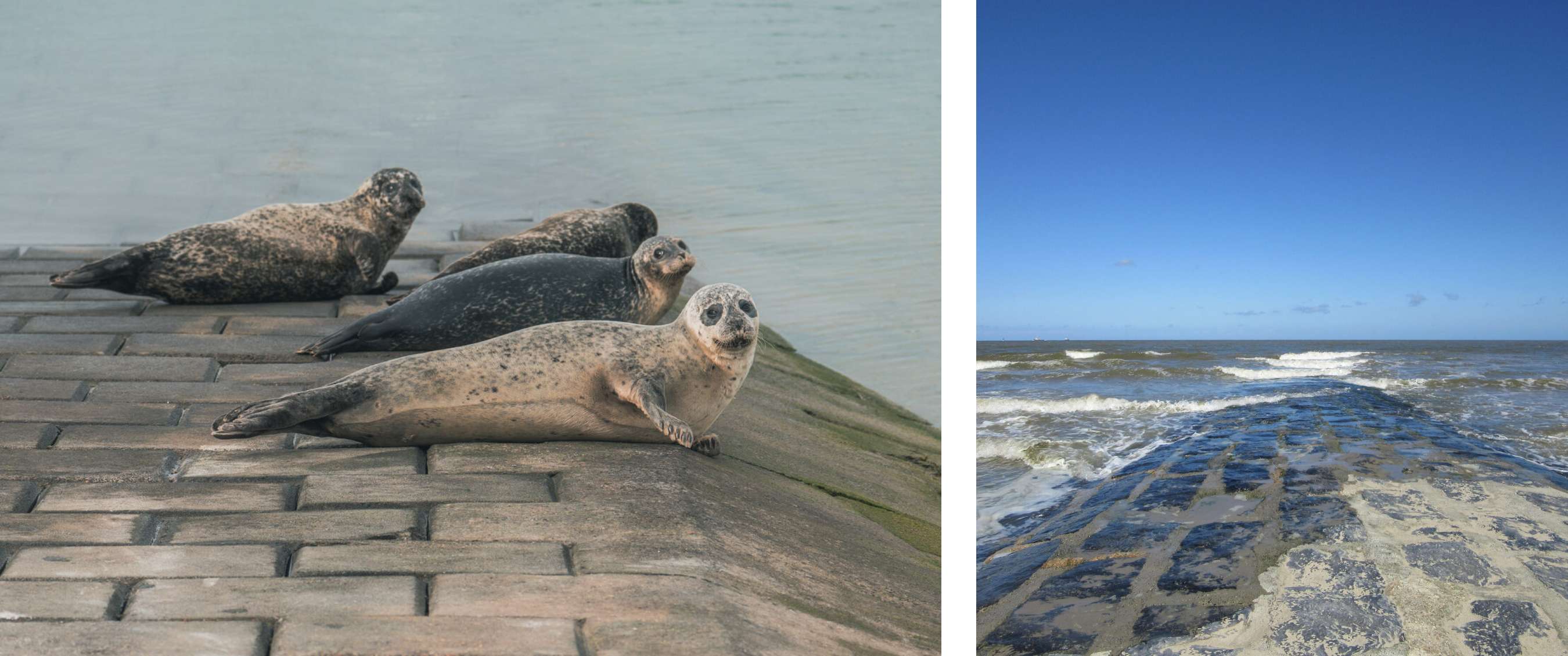 Deux images : trois phoques reposent sur une digue en pierres ; vagues frappant une jetée.