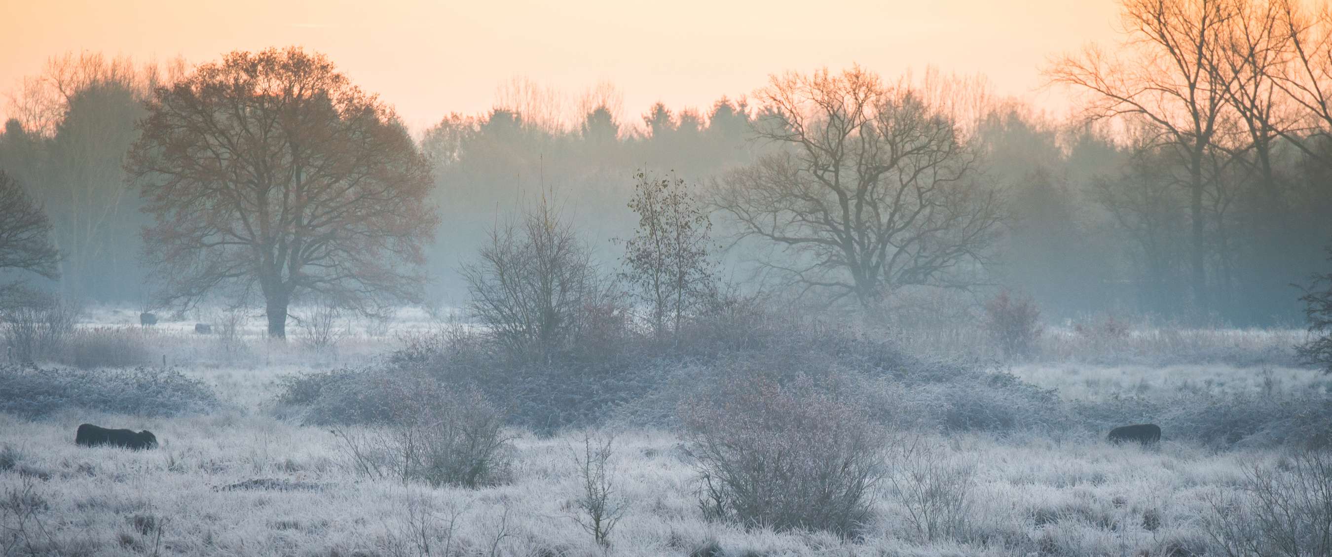 Champ givré avec arbres dispersés dans la brume matinale