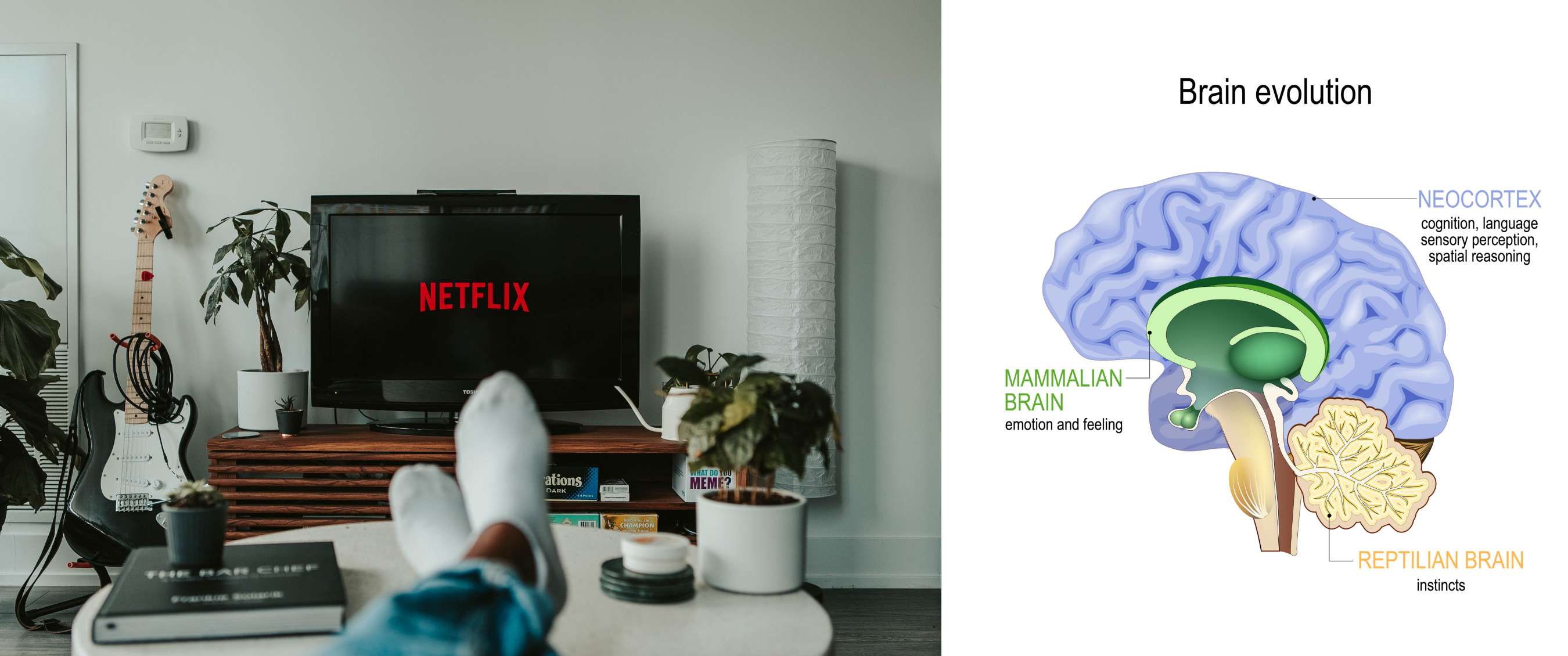 Twee beelden: Woonkamer met televisie waarop de tekst “Netflix” zichtbaar is; diagram met titel “Brain evolution” en labels neocortex, mammalian brain en reptilian brain.